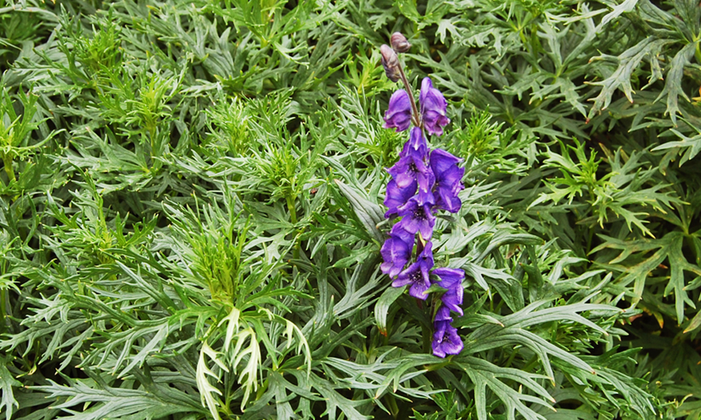 kenevir ve kurtbogan yasal miydi3 - Marmara Bölge Gazetesi