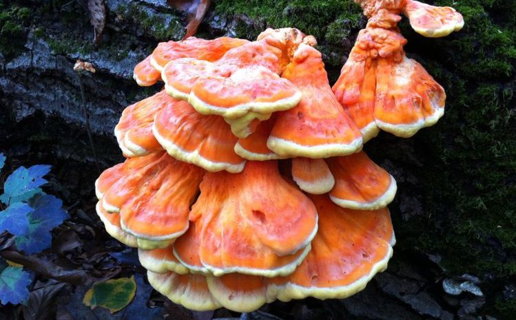 Tadı ve dokusuyla tavuk etini aratmayan bu mantar, doğada kendiliğinden