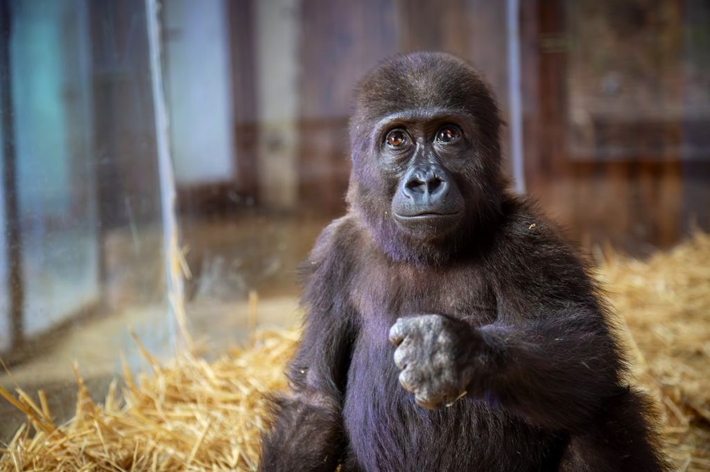 Geçtiğimiz yılın son günlerinde İstanbul Havalimanı’nda gerçekleştirilen bir operasyonla, Nijerya’dan