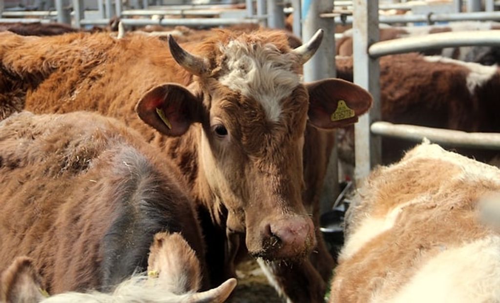 Tarım ve hayvancılık sektöründe endişe yaratmaya devam eden şap hastalığı,