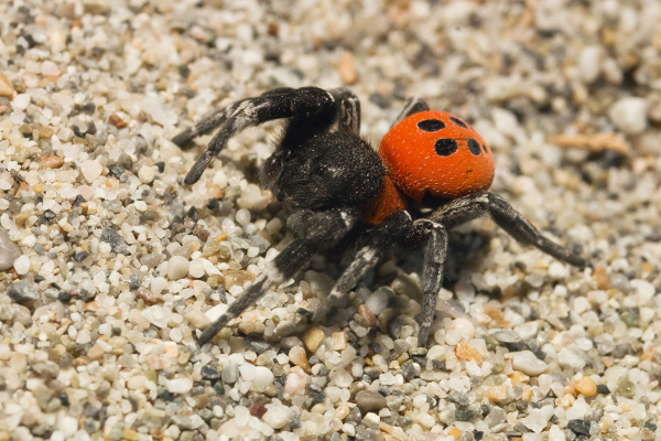 ugurbocegi orumcegi1 1 - Marmara Bölge Gazetesi