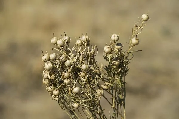 uzerlik otu tohumu faydalari nasil yakilir - Marmara Bölge Gazetesi