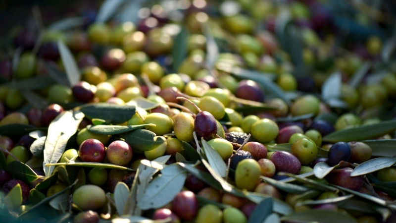 Bandırma’da 40 Yaş Altı Çiftçilere Ücretsiz Gübre Dağıtılacak 2 2 - Marmara Bölge Gazetesi
