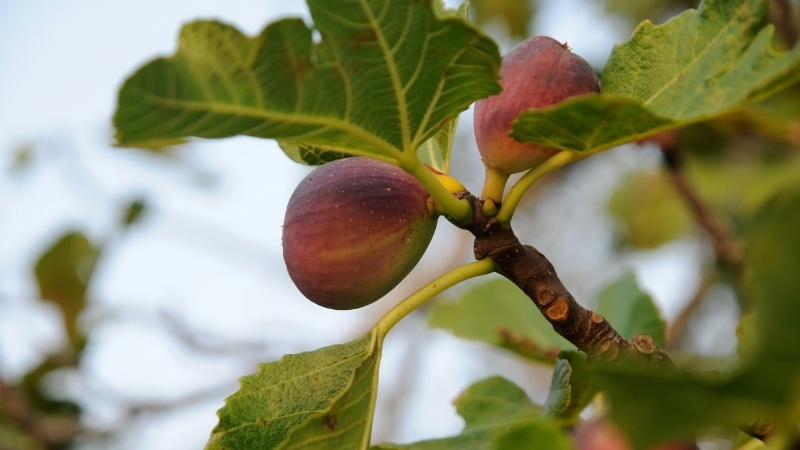 İncir Ağacına Dikkat! Zehriyle Cildinizi Yakarken Kökleriyle Evinizi Yıkar! 2 5 - Marmara Bölge Gazetesi