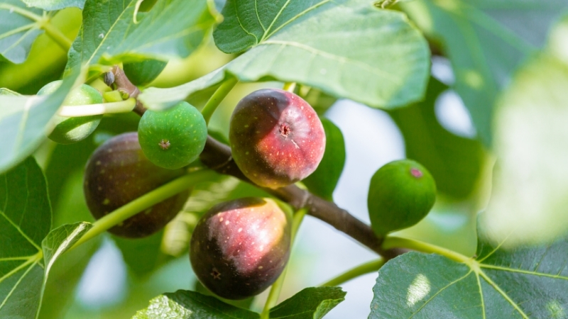 İncir Ağacına Dikkat! Zehriyle Cildinizi Yakarken Kökleriyle Evinizi Yıkar! 4 5 - Marmara Bölge Gazetesi