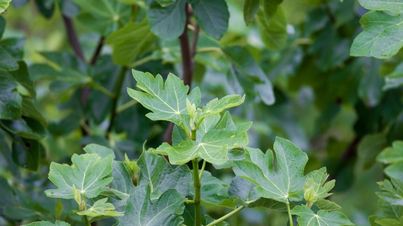 İncir Ağacına Dikkat! Zehriyle Cildinizi Yakarken Kökleriyle Evinizi Yıkar! 5 1 - Marmara Bölge Gazetesi