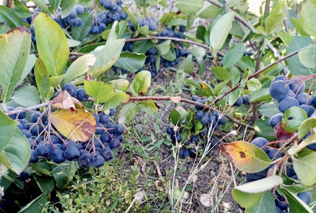 Gönen’de aronya hasadı, tüm hızıyla devam ediyor. Sağlık açısından zengin