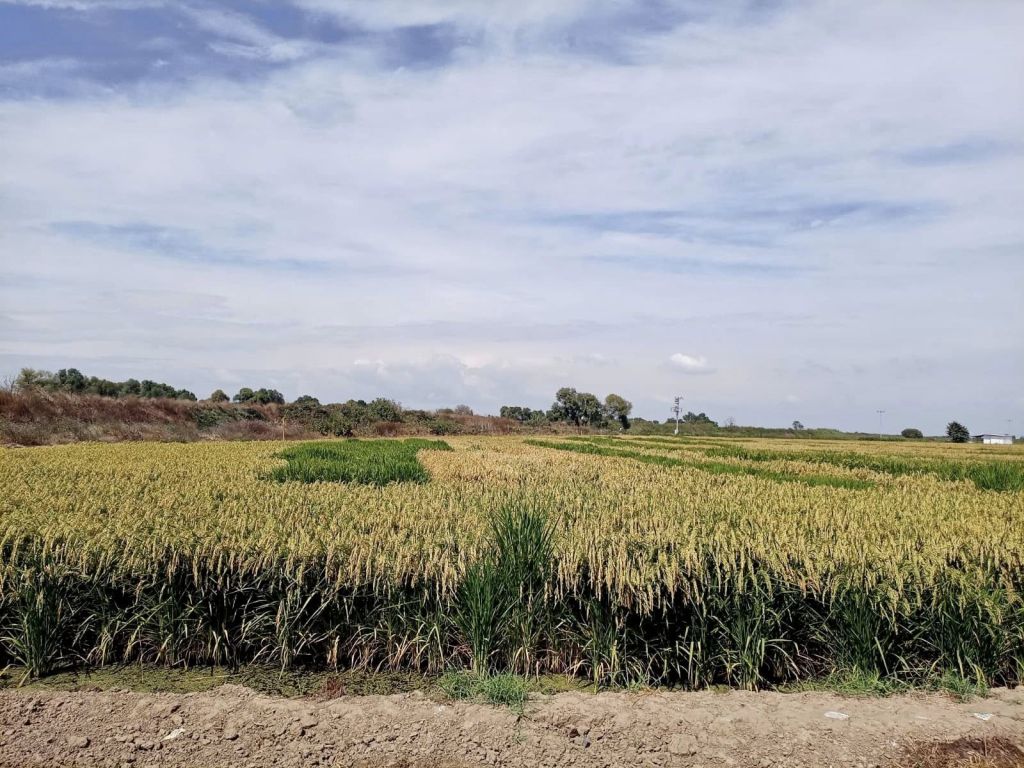 Balıkesir İl Tarım ve Orman Müdürlüğü, çeltik üretiminin merkezleri arasında