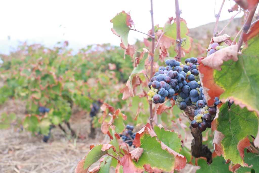 Avşa Adası’nda bu yıl ikincisi düzenlenen Ada Karası Üzüm Hasadı