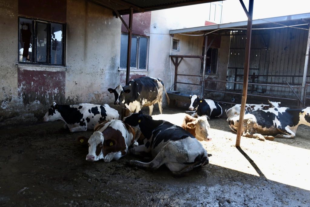 Kepsut’un Hotaşlar Mahallesi’nde çıkan yangında hayvanlarını kaybeden yetiştiriciye destek eli