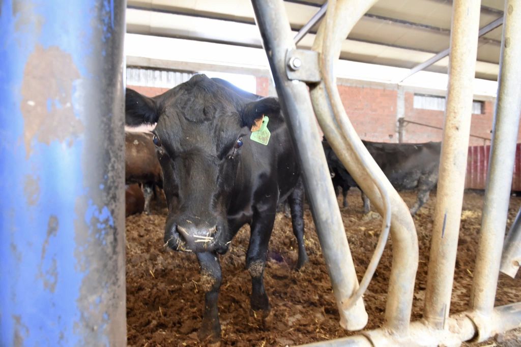 Balıkesir’de uygulamaya alınan Kırsalda Bereket Hayvancılığa Destek Projesi kapsamında hibe