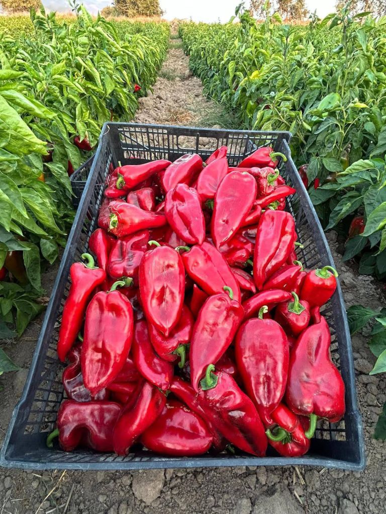 546161522 3320977618042638 5805332247433267810 n - Marmara Bölge Gazetesi