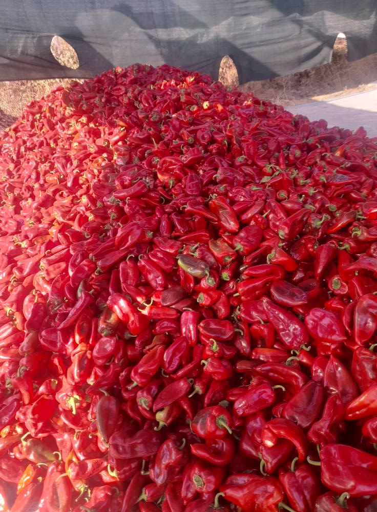 546291702 2272594189924084 7451866364138877954 n - Marmara Bölge Gazetesi