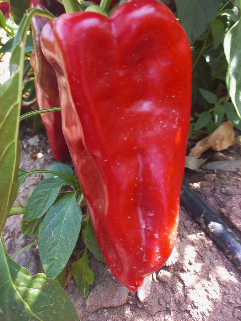 547510072 3320977798042620 2928294307487987143 n - Marmara Bölge Gazetesi