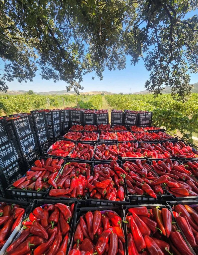 547635129 3320977544709312 5380725097946380668 n - Marmara Bölge Gazetesi