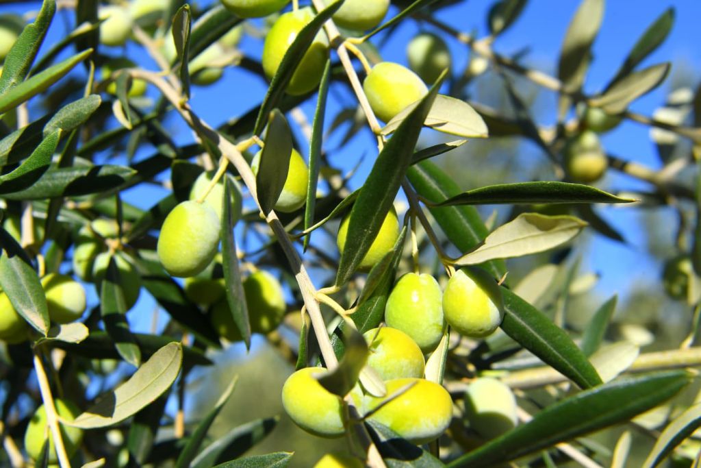 Ayvalık’ta yılın ilk zeytin hasadı gerçekleşti. Balıkesir’in bereketli topraklarından çıkan
