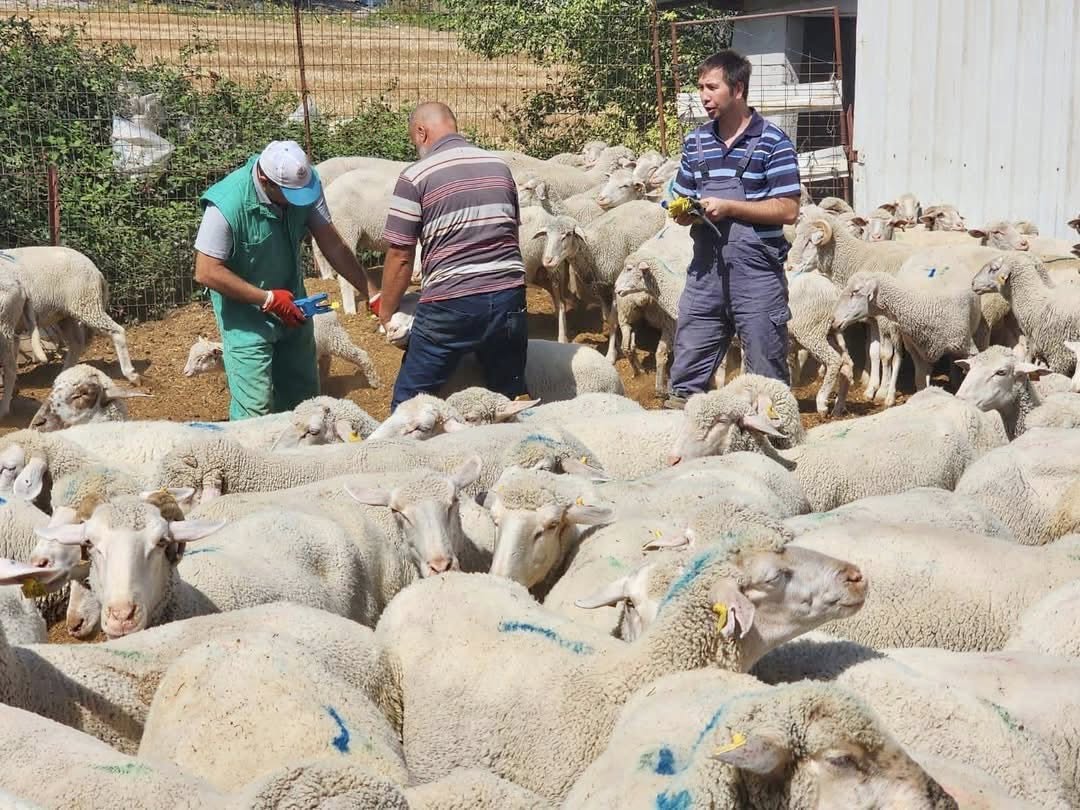 Balıkesir’de küçükbaş hayvancılığın gelişmesi için sahada yoğun çalışmalar sürüyor. İl