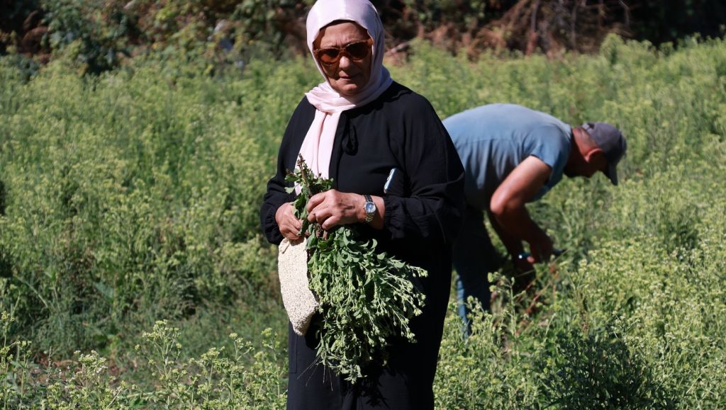 Marmara’da Tarımda Yeni Dönem: Stevia Hasadı Başladı! 554430046 18318592429211244 2021704760413714618 n - Marmara Bölge Gazetesi