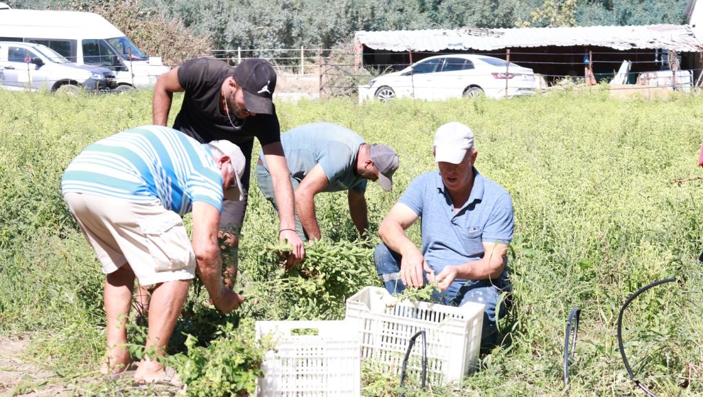 Marmara’da Tarımda Yeni Dönem: Stevia Hasadı Başladı! 554470461 18318592378211244 9039027684193024109 n - Marmara Bölge Gazetesi