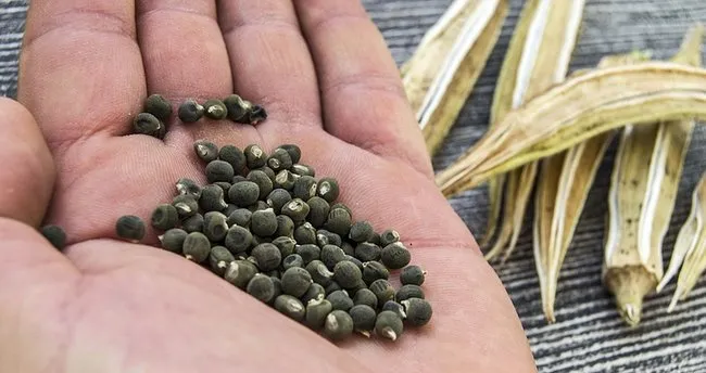 Modern hastalıkların çözümü mutfağınızda olabilir! Gece suda bekletilip sabah aç