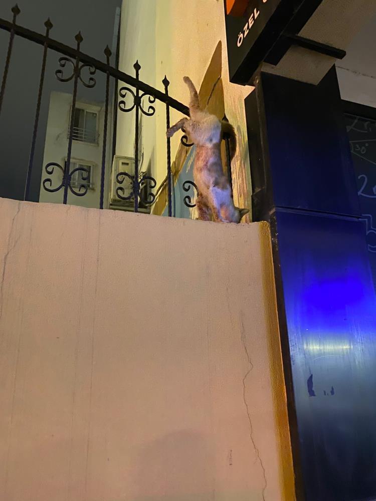 Kedi Demirlere Sıkıştı! AW539576 02 - Marmara Bölge Gazetesi