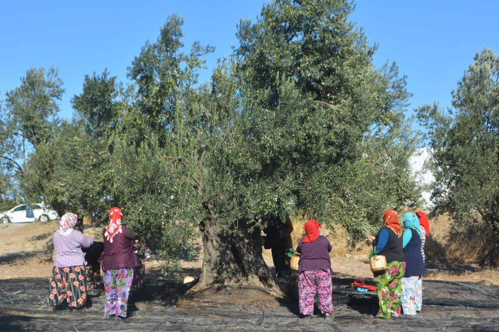 Kazdağları’nın Oksijeninde İlk Hasat Başladı! AW542073 09 - Marmara Bölge Gazetesi
