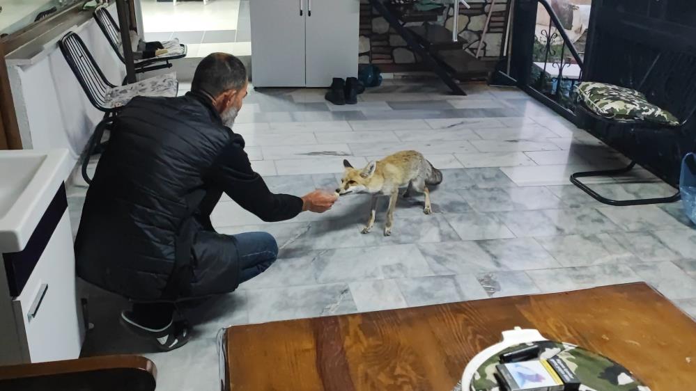 İnsan Gibi Davranan Tilki! AW543822 01 - Marmara Bölge Gazetesi