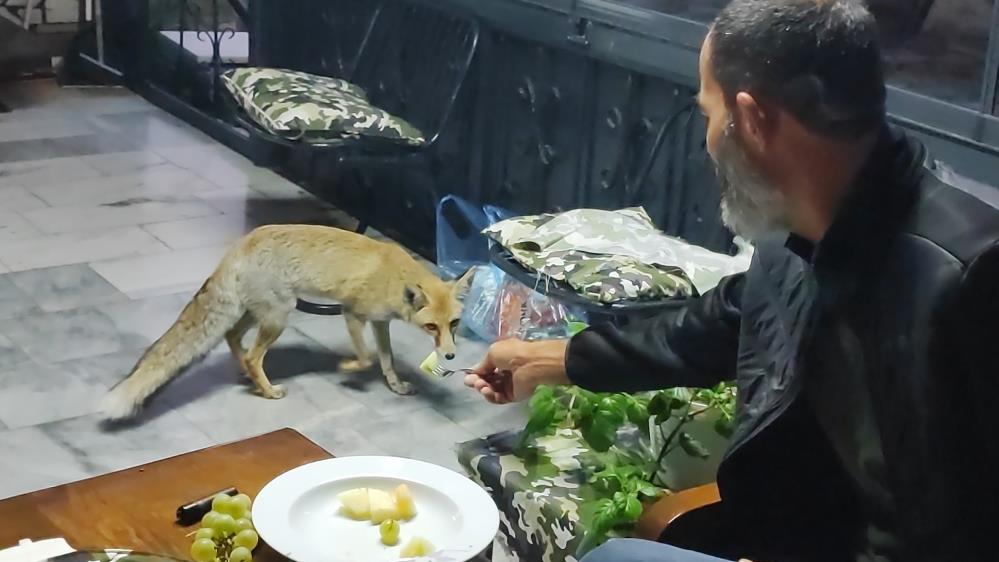 İnsan Gibi Davranan Tilki! AW543822 02 - Marmara Bölge Gazetesi