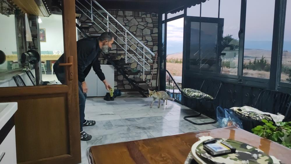 İnsan Gibi Davranan Tilki! AW543822 03 - Marmara Bölge Gazetesi