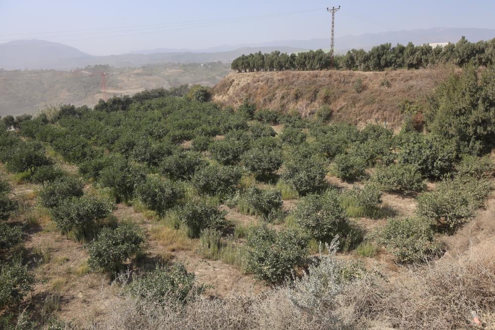 Narenciye Bahçesinde Kanlı Hesaplaşma! AW545273 05 - Marmara Bölge Gazetesi