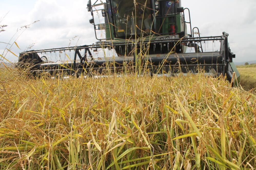 Balıkesir’in Manyas ilçesinde 100 bin dekarlık alanda çeltik hasadı başladı.