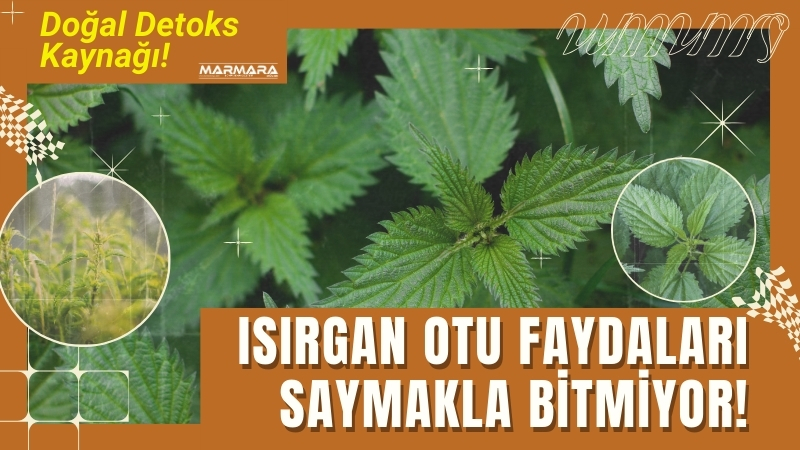 Doğada kendiliğinden yetişen ısırgan otu, böbrek taşlarını dökmeye yardımcı etkisiyle