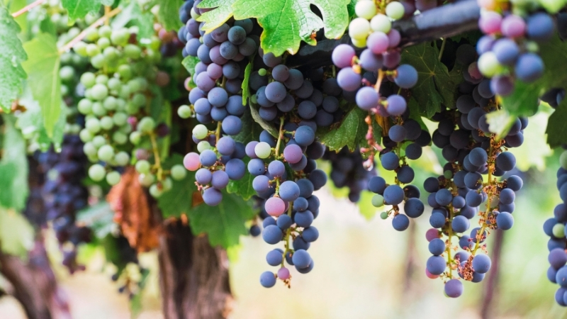 Balıkesir’de üzüm bağları hasat heyecanıyla dolup taşıyor. Sonbaharın serinliğiyle birlikte