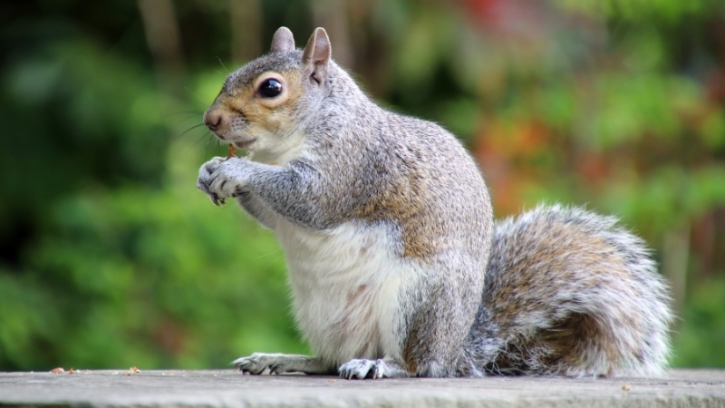 Agresif Sincap Şehri Ayağa Kaldırdı! Adsiz tasarim 2 98 - Marmara Bölge Gazetesi