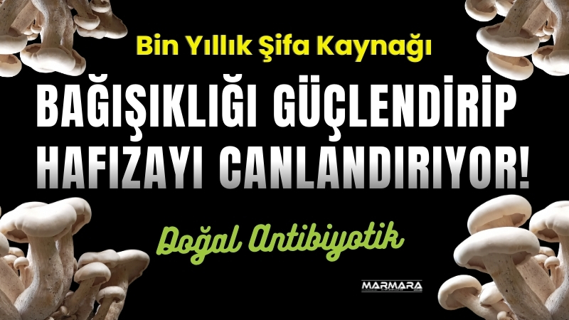 Doğada kendiliğinden yetişen yabani mantarlar, binlerce yıldır hem besleyici hem