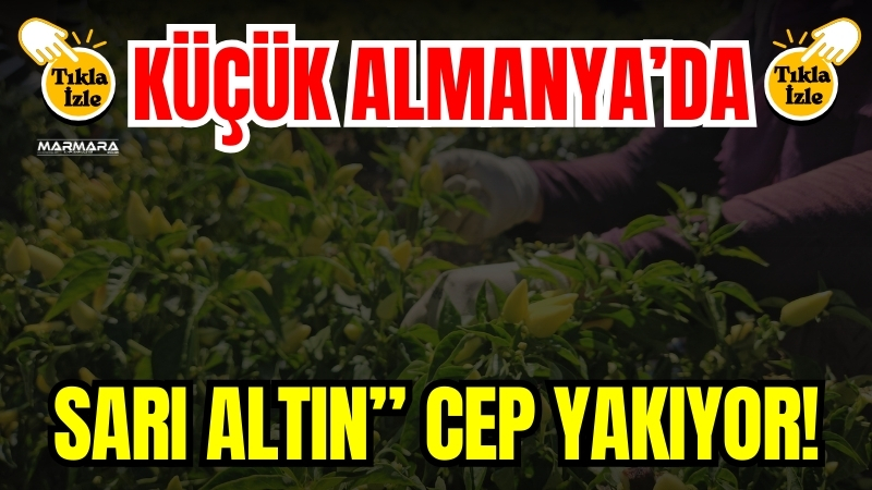 Balıkesir’in Sındırgı ilçesinde yöre halkının “biberiye” dediği turşuluk acı biberin