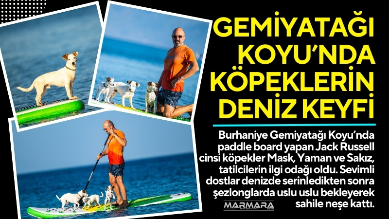 Burhaniye Gemiyatağı Koyu’nda paddle board yapan Jack Russell cinsi köpekler