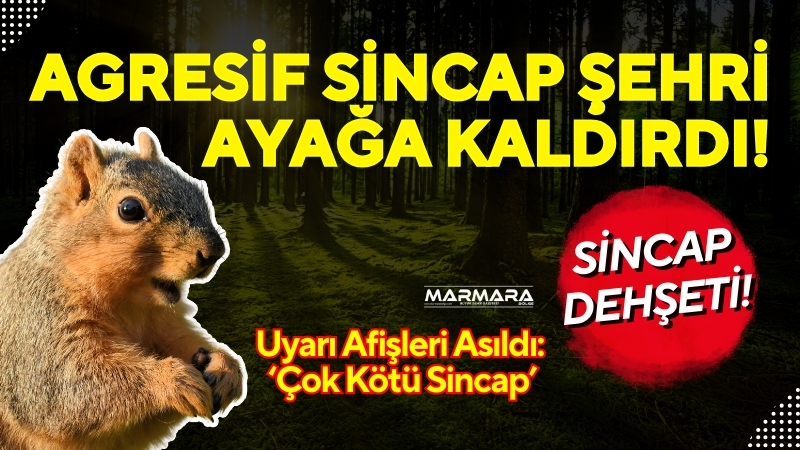 San Rafael’de ortaya çıkan saldırgan sincap, en az iki kişiyi