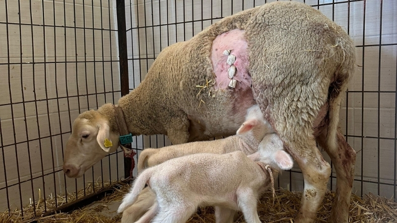 Balıkesir Üniversitesi’nde yürütülen bilimsel çalışma, koyunlarda canlı doğum oranını artırmayı