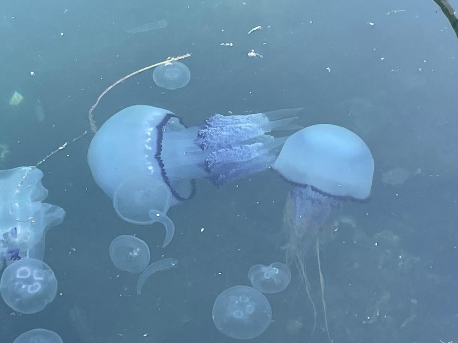 Bursa’nın Gemlik Körfezi’nde balıkçıların korkulu rüyası olan denizanaları bir gecede