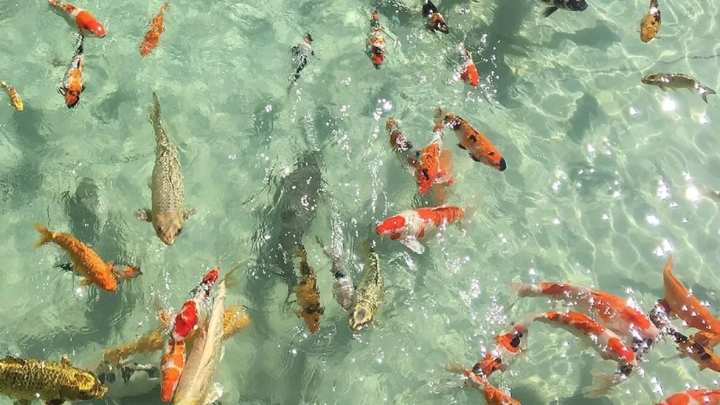 dikili botanik bahcesi 2 - Marmara Bölge Gazetesi