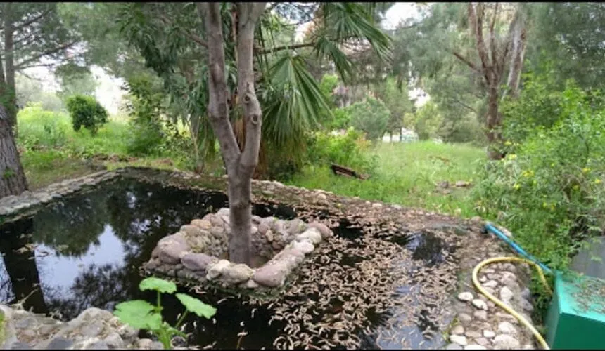 dikili botanik bahcesi 4 - Marmara Bölge Gazetesi