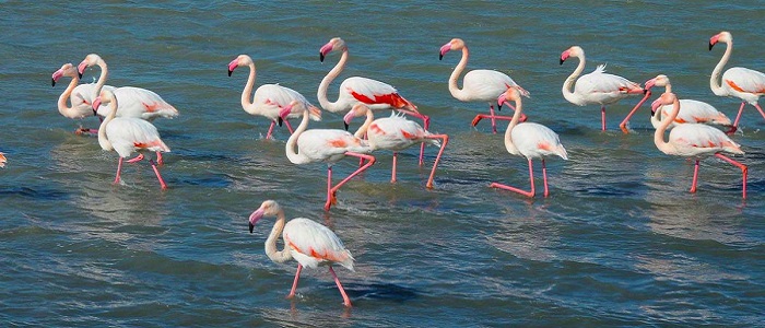 Kazdağları’ndan Edremit’e: Doğayla İç İçe Sonbahar Kampı kuscenneti milli parki nerededir - Marmara Bölge Gazetesi