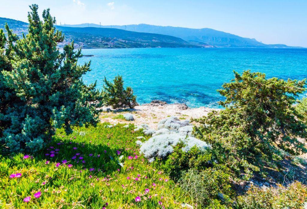 Sarı yaprakların denize karıştığı, zeytin kokularının sokaklara yayıldığı Mordoğan, bu