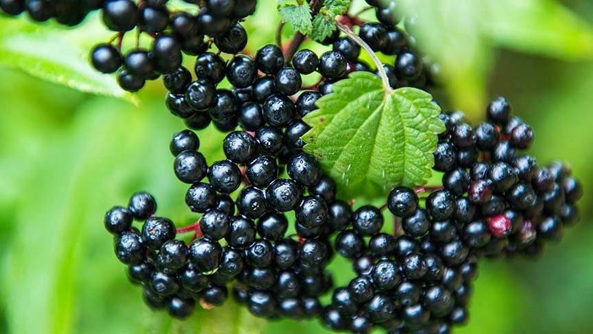 nova murverbitkisi resim 166 - Marmara Bölge Gazetesi