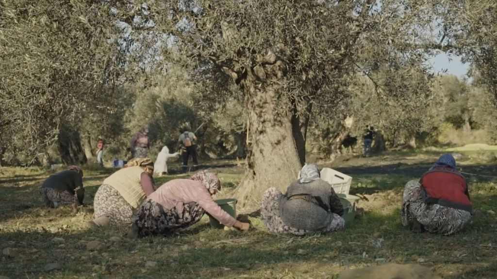 Ayvalık’ta Zeytin Hasatı Başlıyor! 05 2 - Marmara Bölge Gazetesi