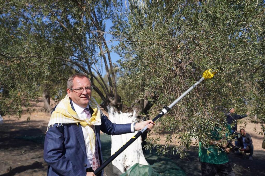 Zeytinin ve turizmin kalbi Ayvalık’ta, 20. Uluslararası Zeytin Hasat ve