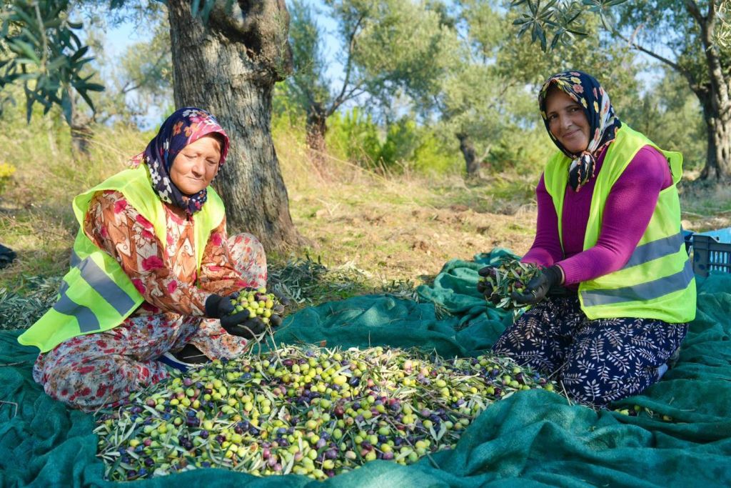 Zeytinyağında Yeni Dönem Başladı! 2 15 - Marmara Bölge Gazetesi