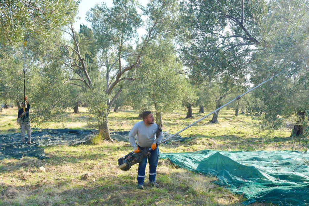 Zeytinyağında Yeni Dönem Başladı! 3 15 - Marmara Bölge Gazetesi