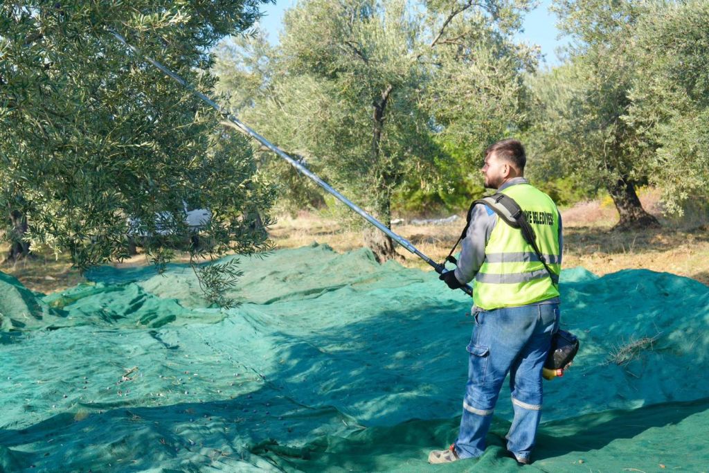 Zeytinyağında Yeni Dönem Başladı! 5 3 - Marmara Bölge Gazetesi